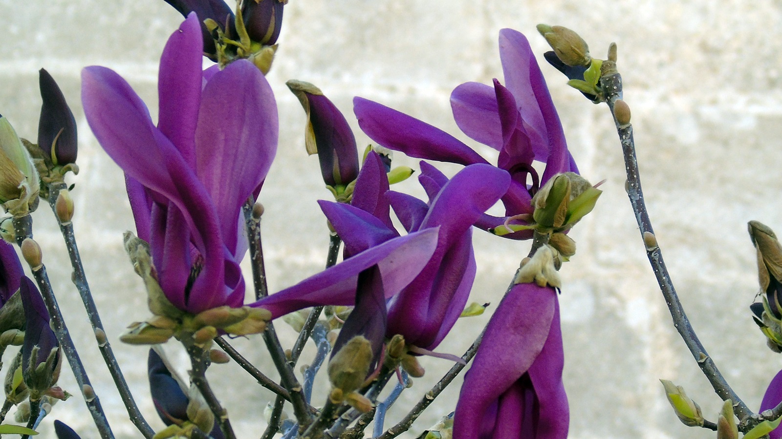 6_Magnolia liliiflora