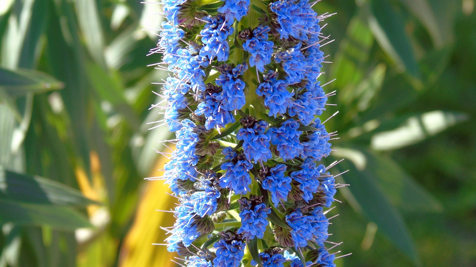 7_Echium candicans