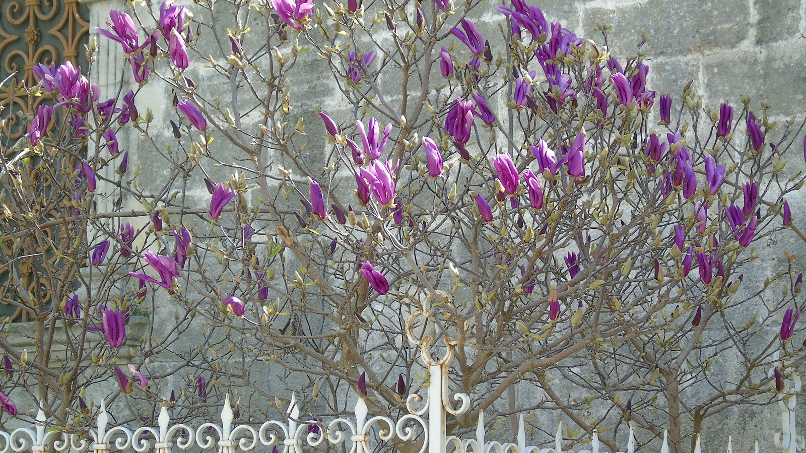 7_Magnolia liliiflora