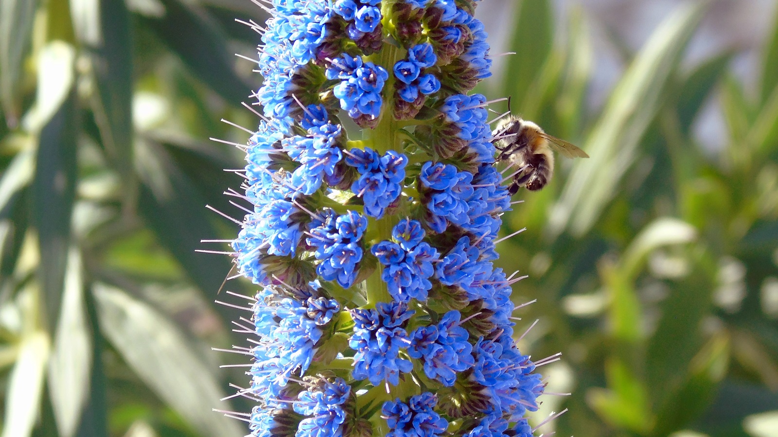 8_Echium candicans