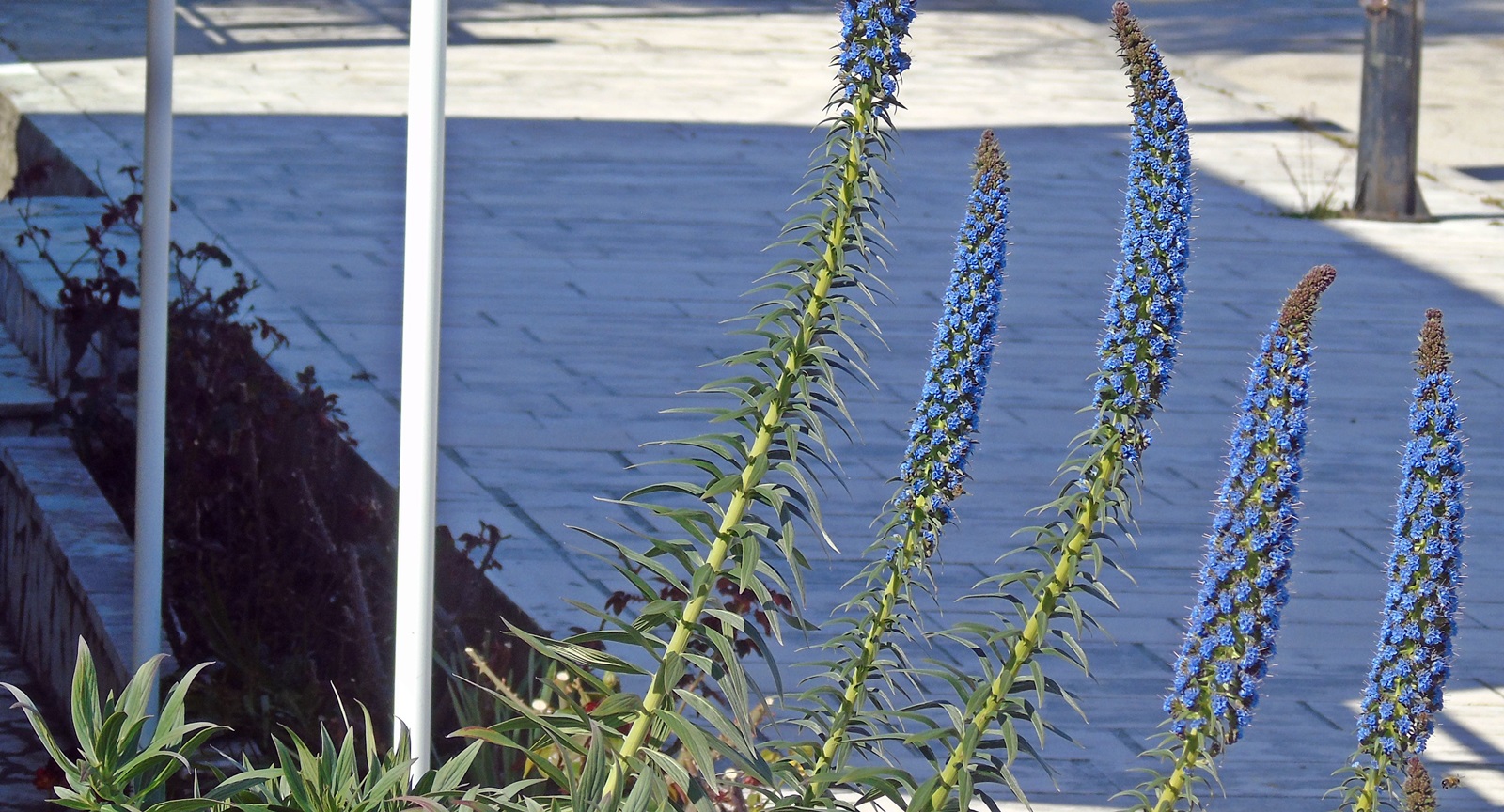 9_Echium candicans