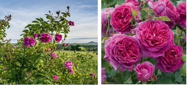 2_glyko_triantafyllo