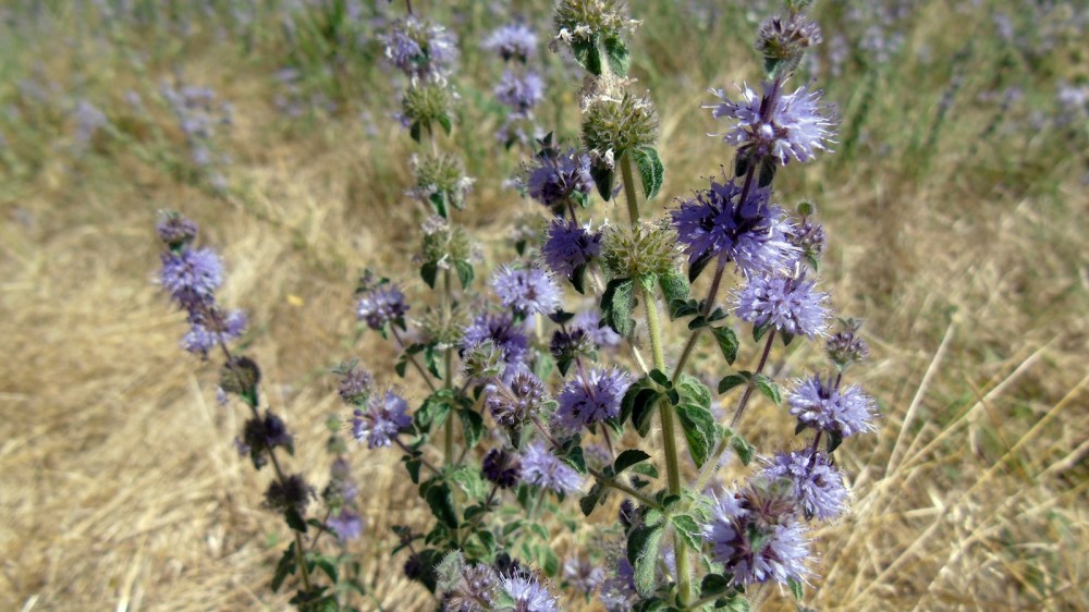 04_Mentha pulegium