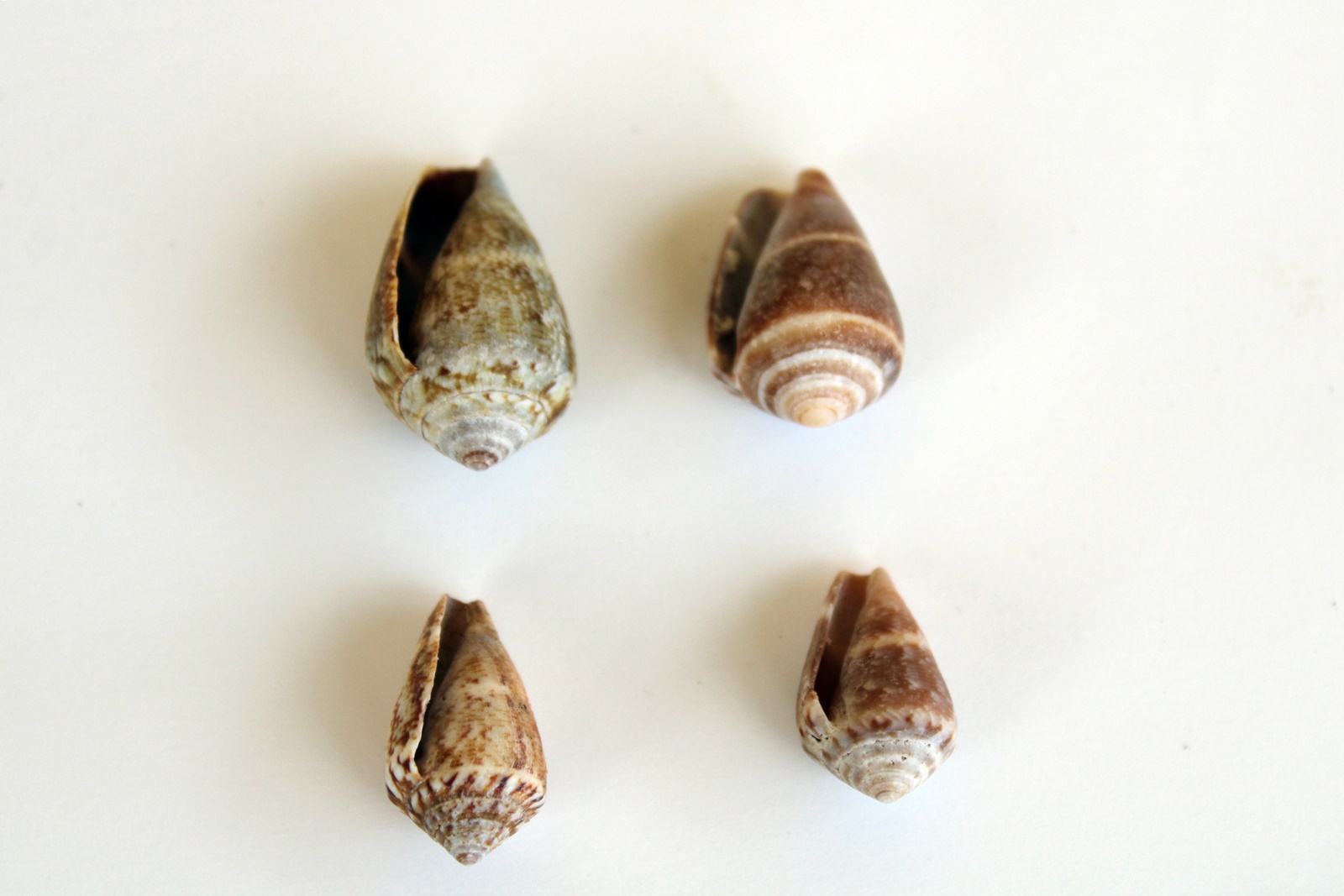 1_Conus mediterraneus