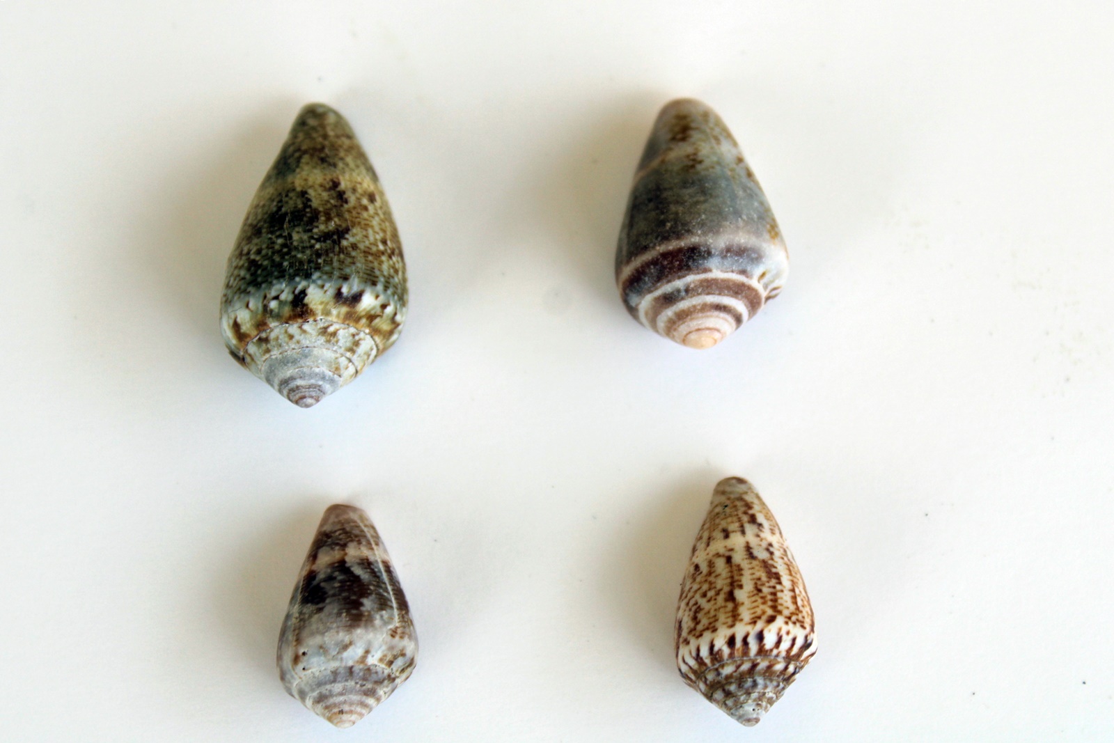 2_Conus mediterraneus