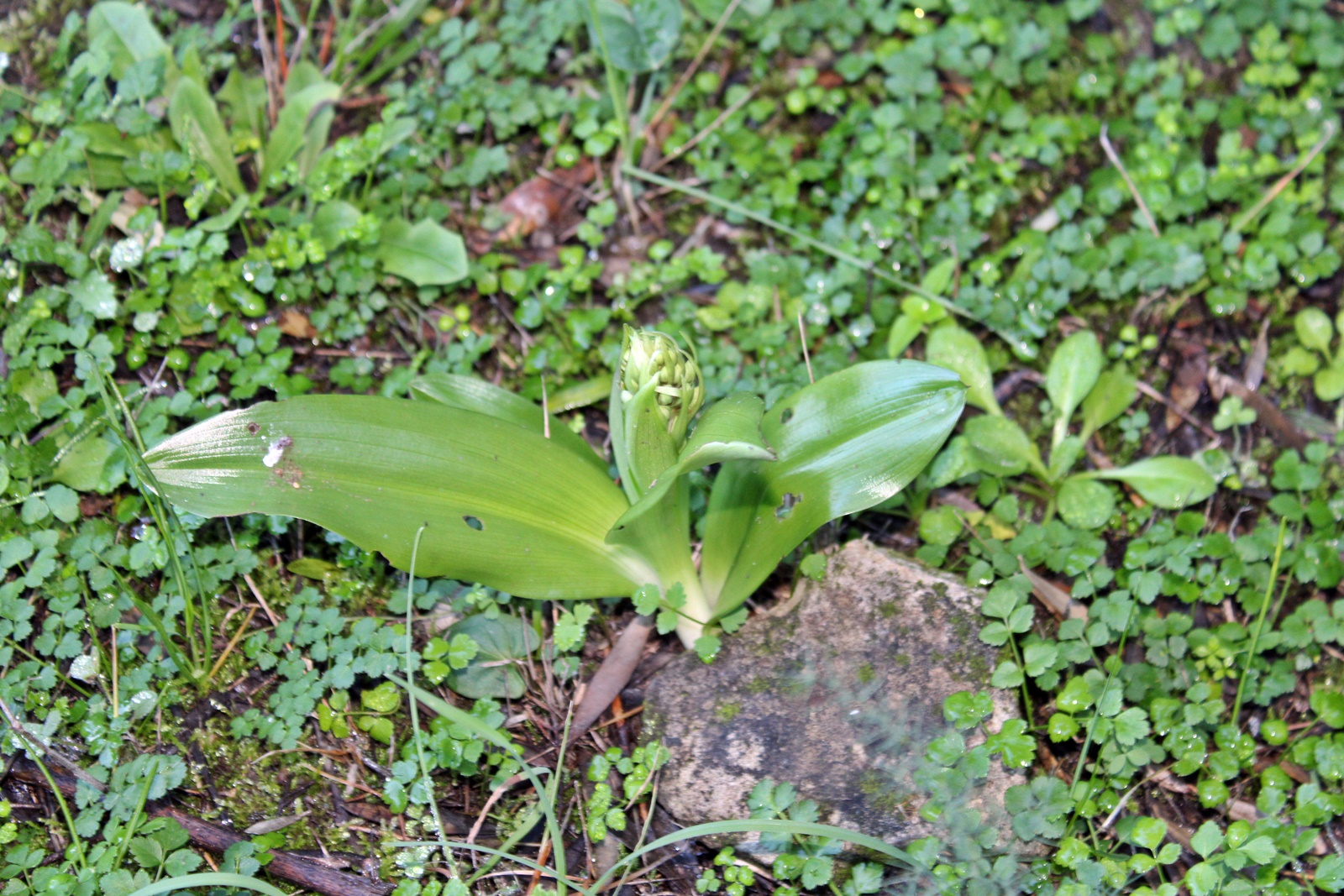 2_Himantoglossum robertianum