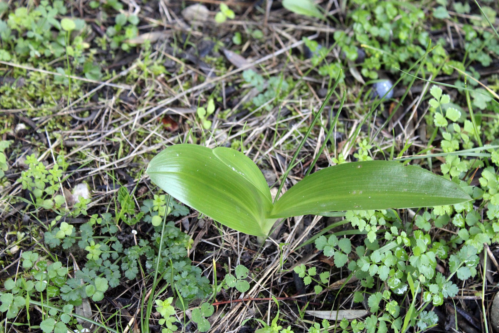 3_Himantoglossum robertianum