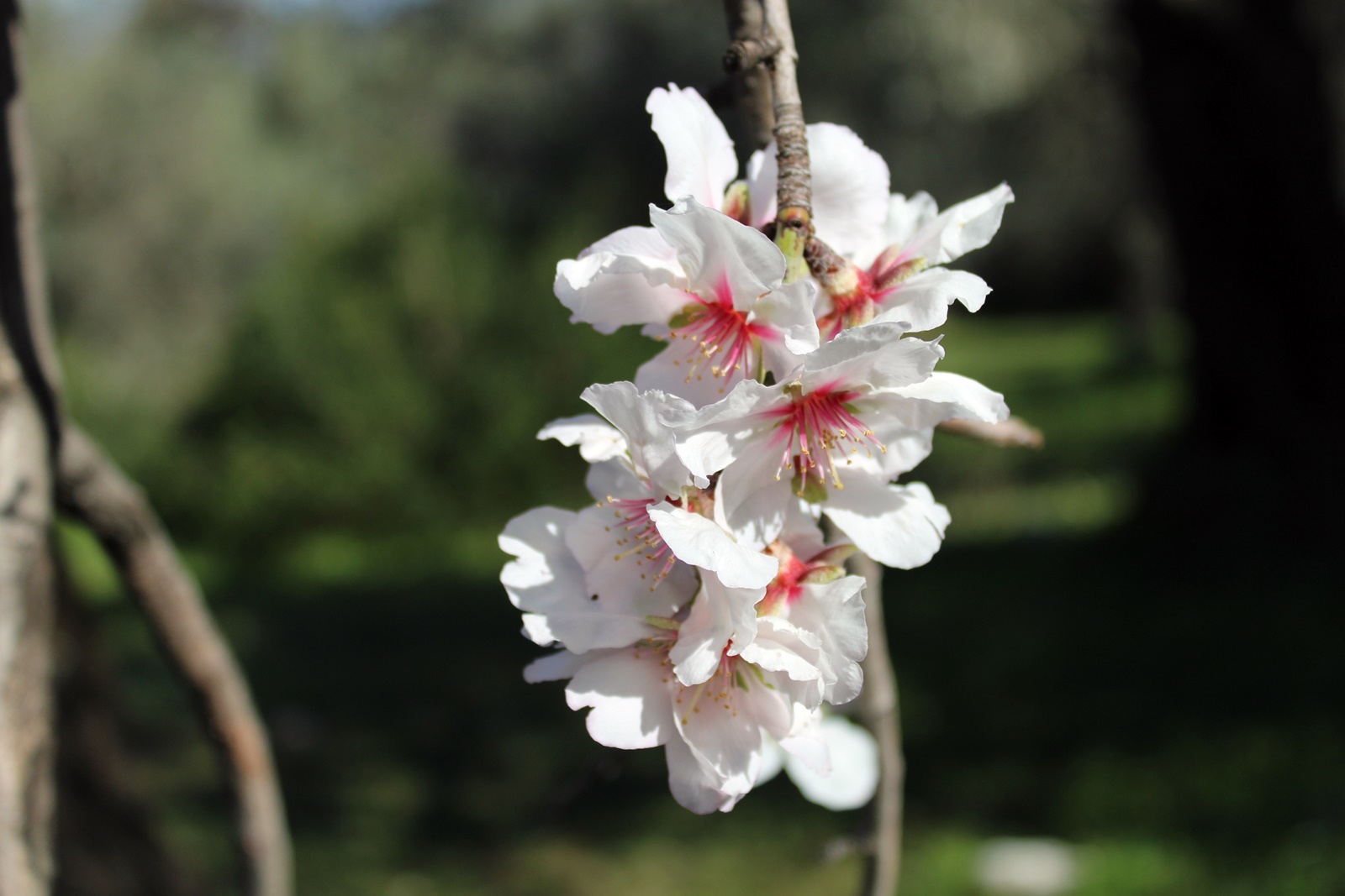 1_anthismeni_amygdalia