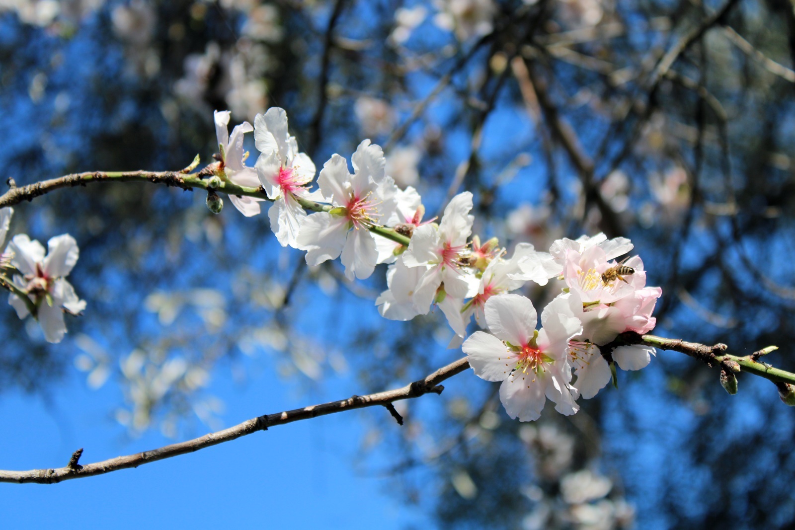 2_anthismeni_amygdalia