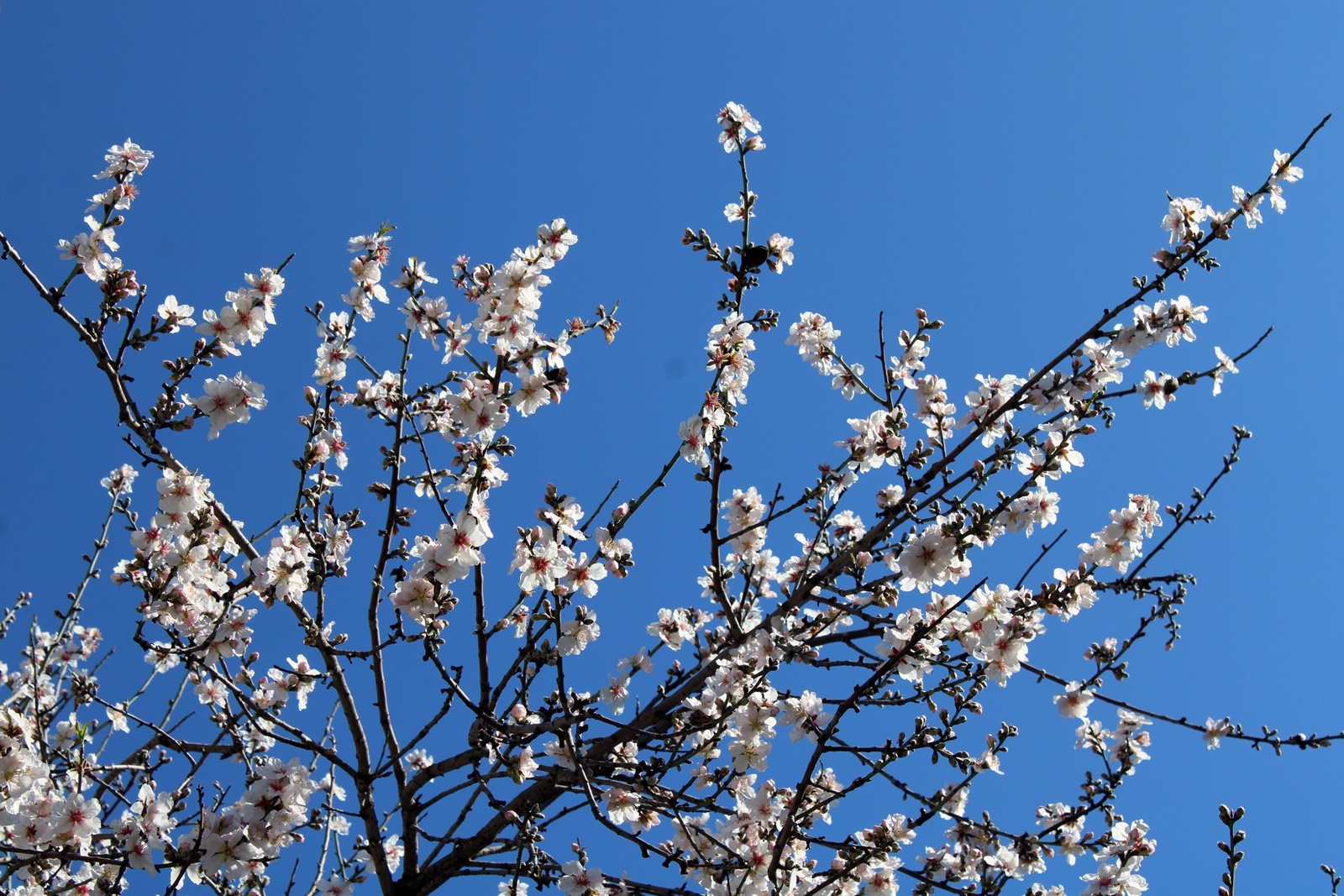 5_anthismeni_amygdalia