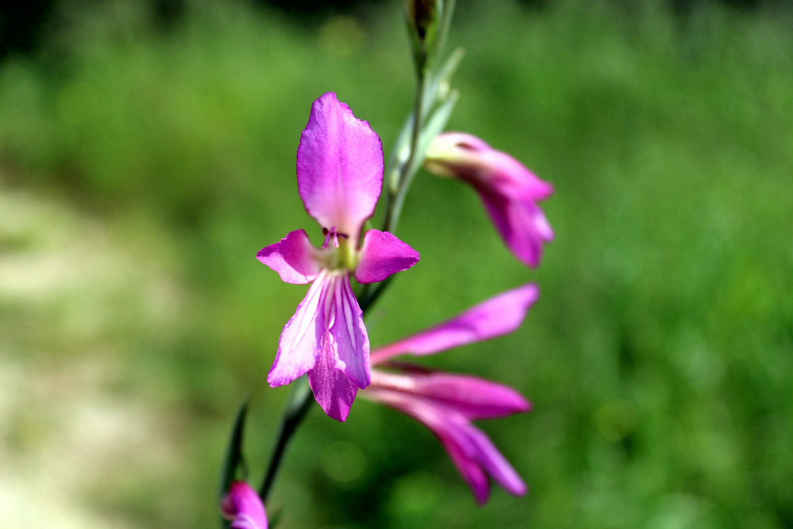 3_Gladiolus italicus
