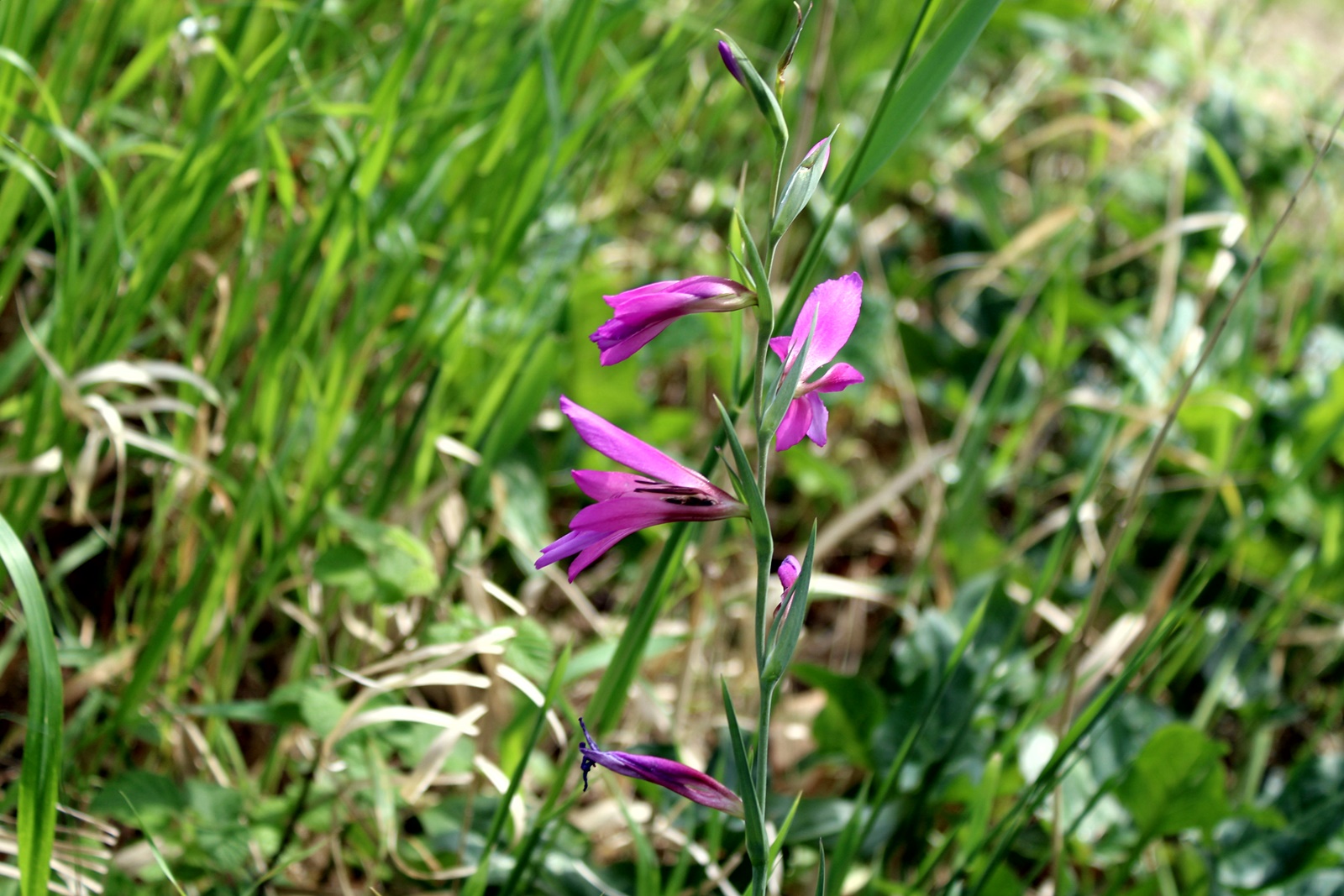 4_Gladiolus italicus