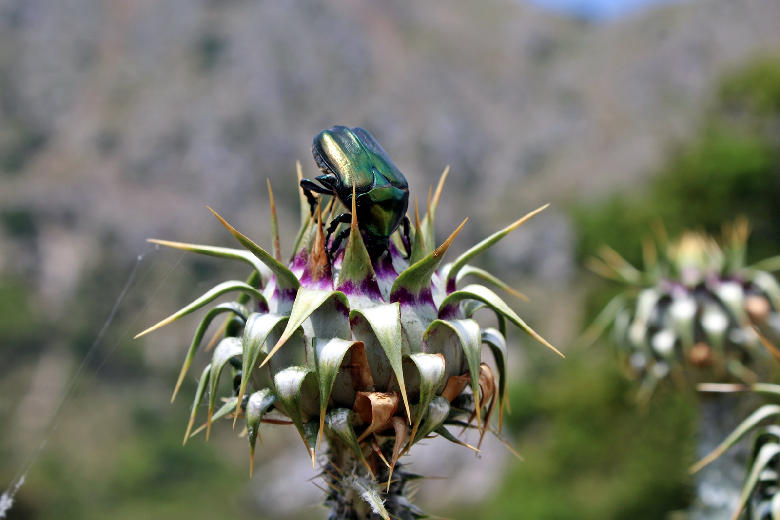 3_chrysomana