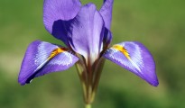 1_Iris unguicularis
