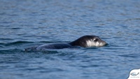 A Monkl Seal swimming next to the shore in Formicula, credits, iSea. 2