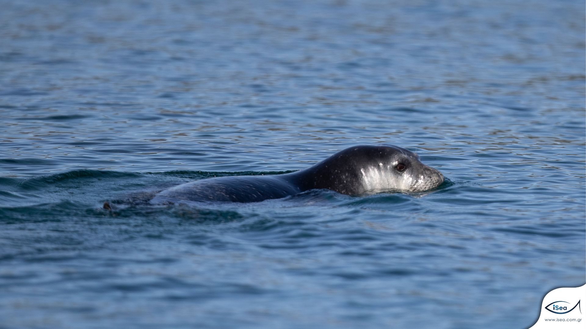 A Monkl Seal swimming next to the shore in Formicula, credits, iSea.