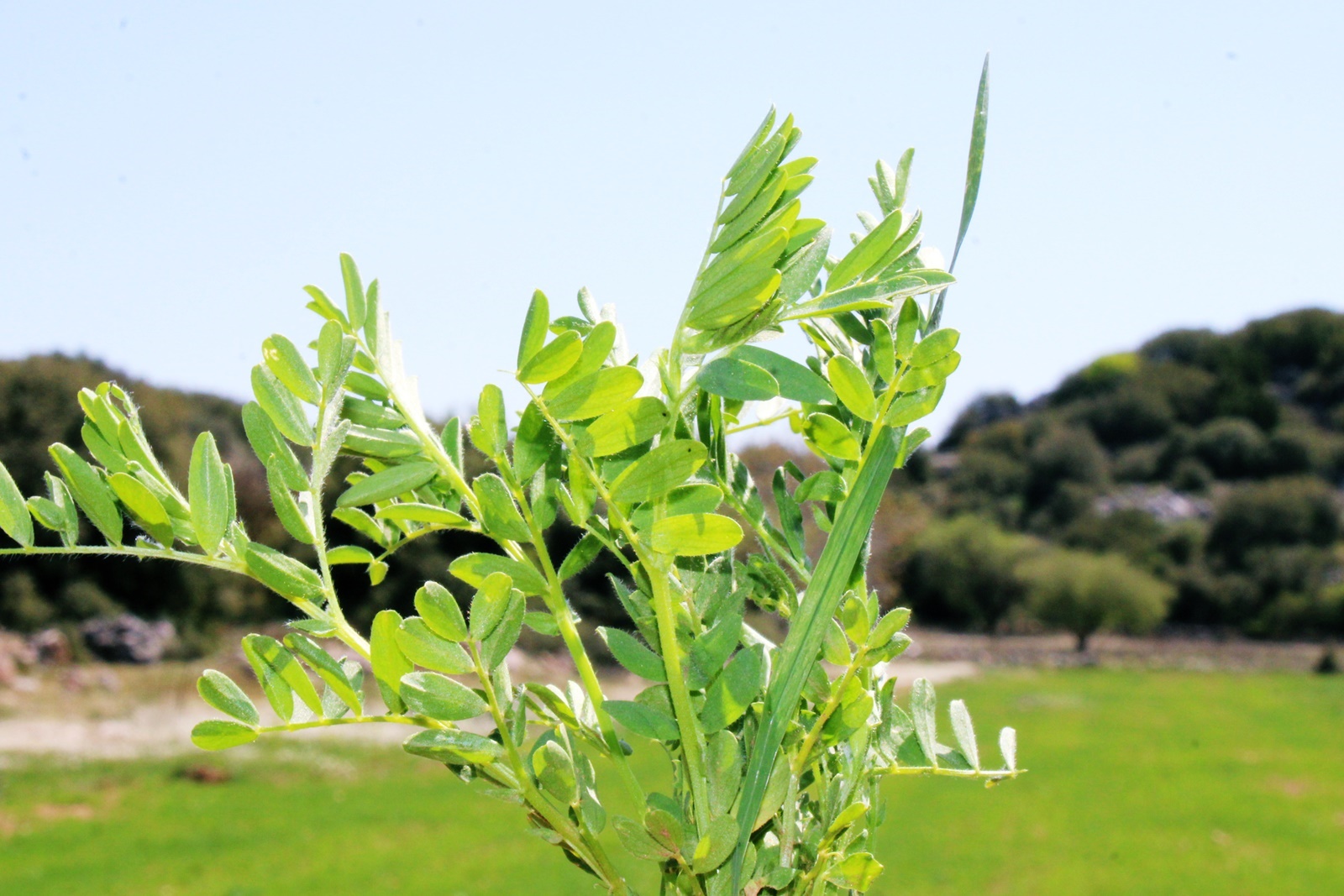 12_oreini_lefkada_fakoxorafa