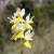 1_Orchis pauciflora