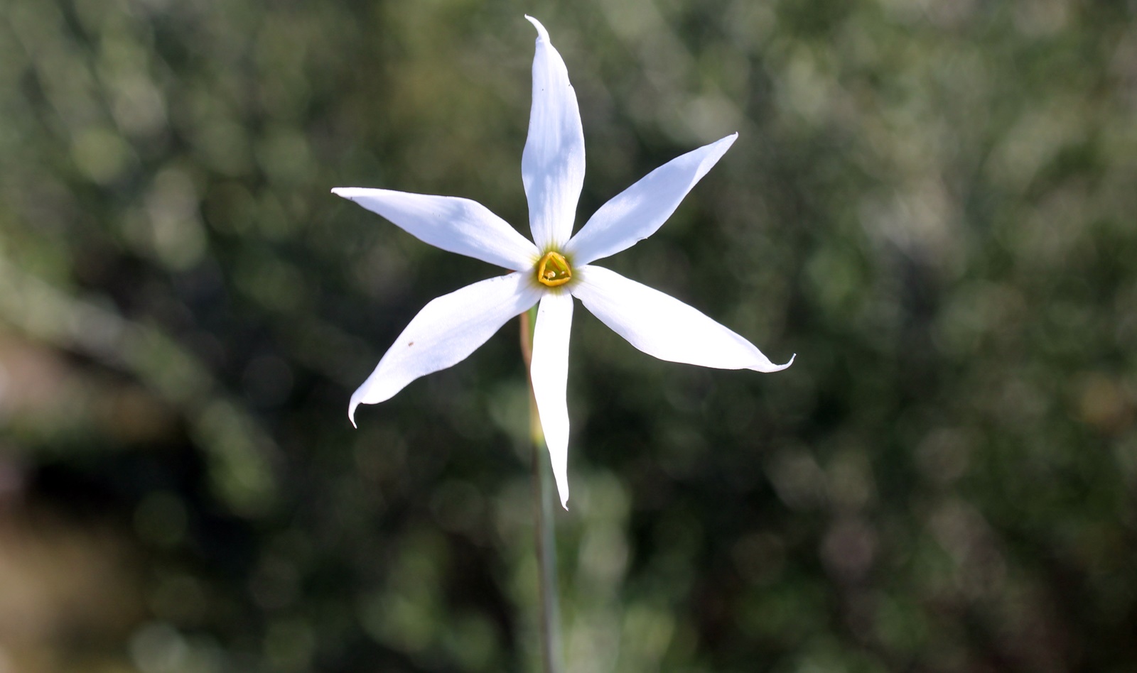 1_Narcissus obsoletus