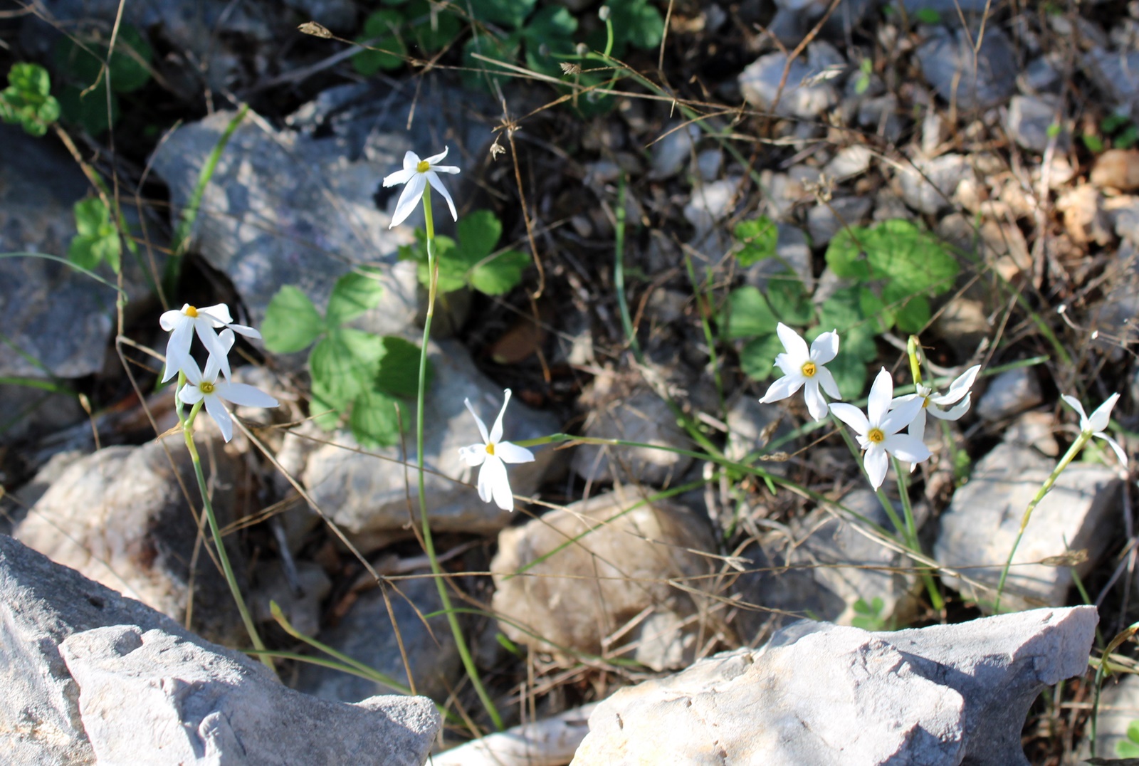 2_Narcissus obsoletus