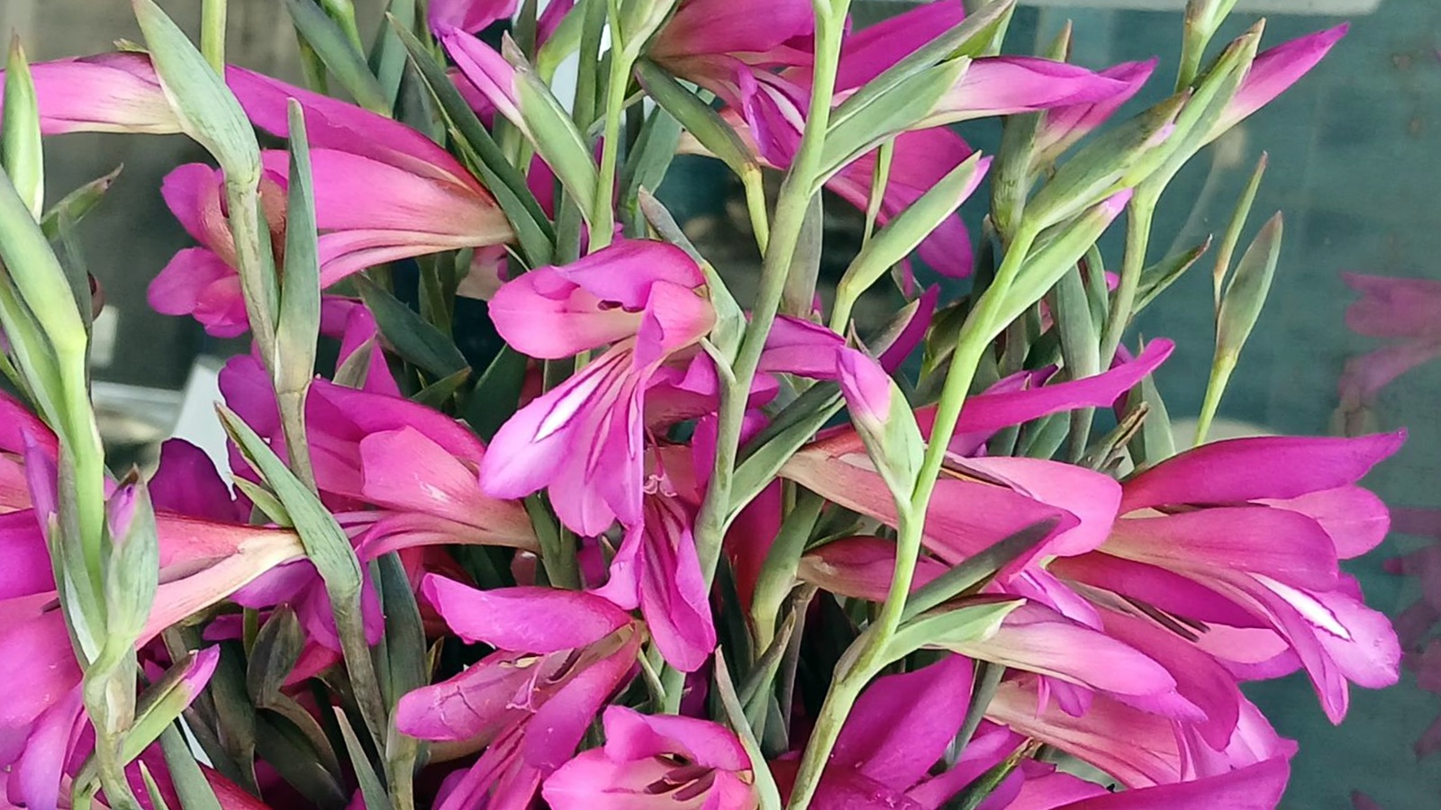 1_Gladiolus illyricus