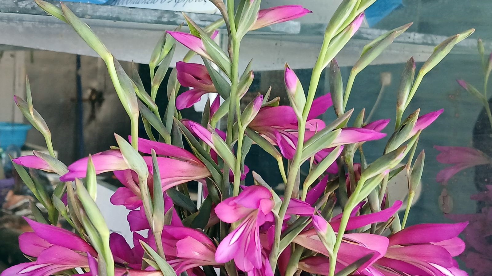 2_Gladiolus illyricus