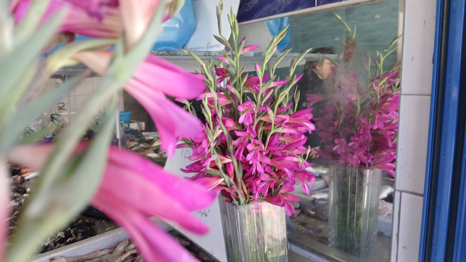 3_Gladiolus illyricus