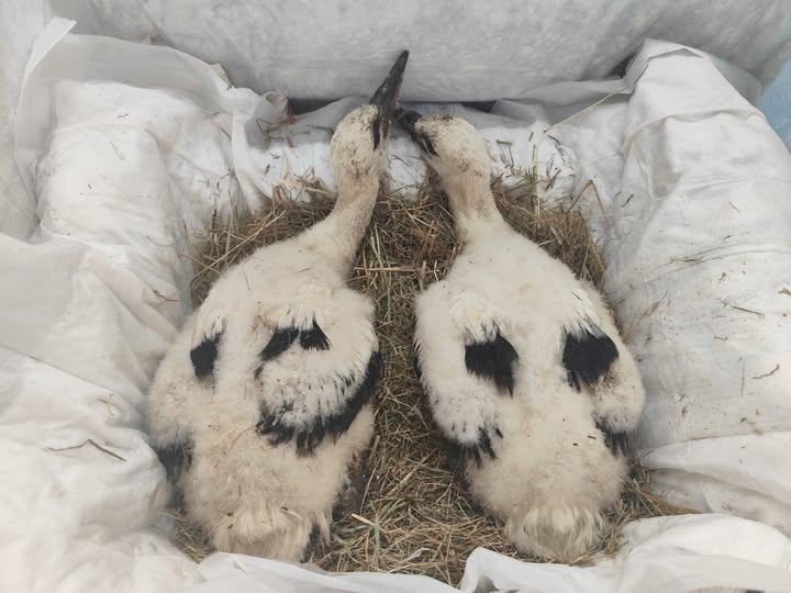 494263386_1252131360252456_846815832992306971_n