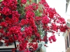 15_voukamvilia