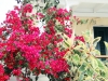 7_voukamvilia