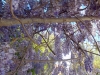 24_pasxa_nikiana
