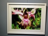 42_ekthesi_fotografias_lazaris_katopodi