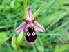 15_orxidees_kolivata