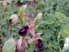 7_orxidees_kolivata