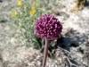 1_allium