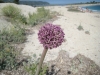 5_allium