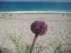 6_allium