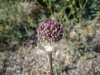 7_allium