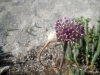 8_allium