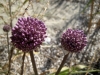 9_allium