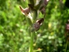 10_anacamptis-fragrans