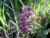 1_anacamptis-fragrans