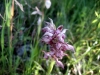 2_anacamptis-fragrans