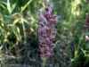 3_anacamptis-fragrans