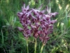 4_anacamptis-fragrans