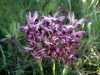 5_anacamptis-fragrans