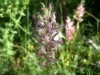 6_anacamptis-fragrans