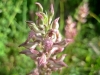 7_anacamptis-fragrans