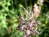 8_anacamptis-fragrans