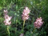 9_anacamptis-fragrans